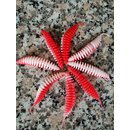 Feinripp Probaits Paladin 50mm Rot/Wei� Bubble Gum
